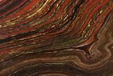 Polished Tiger Iron Stromatolite - Billion Years #129340-1